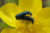 Psilothrix viridicoerulea