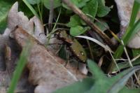 Cicindela campestris