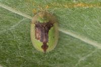 Cassida vibex
