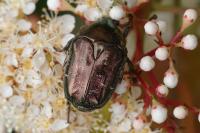 Cetonia aurata