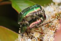 Cetonia aurata