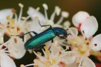 Psilothrix viridicoerulea