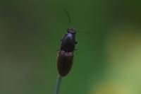 Athous haemorrhoidalis