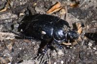 Typhaeus typhoeus