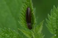 Athous haemorrhoidalis