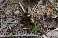 Carabus auratus