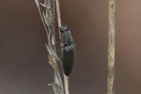 Agriotes pilosellus