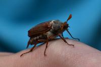 Melolontha melolontha