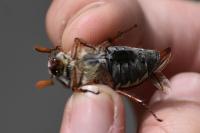 Melolontha melolontha