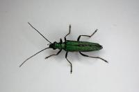 Oedemera nobilis