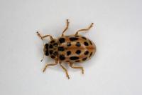 Anisosticta novemdecimpunctata