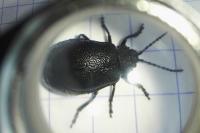 Galeruca tanaceti