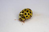 Psyllobora vigintiduopunctata