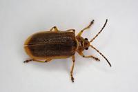 Galerucella