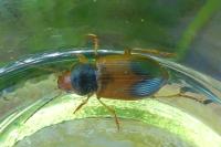Diachromus germanus