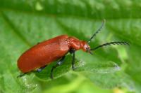 Pyrochroa serraticornis