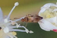 Anaspis maculata