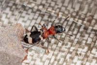 Thanasimus formicarius