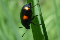 Scaphidium quadrimaculatum