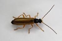 Rhagonycha lignosa