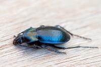 Carabus nemoralis