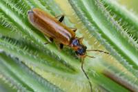 Rhagonycha nigriventris