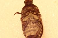 Dermestes mustelinus