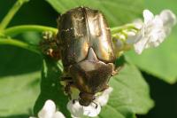 Potosia cuprea