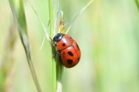 Gonioctena fornicata