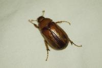 Rhizotrogus aestivus