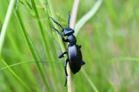 Meloe violaceus