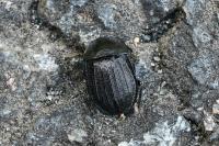 Silpha carinata