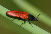 Ampedus