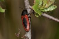 Ampedus sanguinolentus