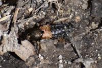 Staphylinus
