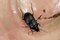 Abax ovalis
