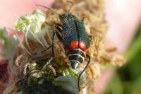 Malachius bipustulatus