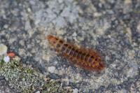 Drilus flavescens
