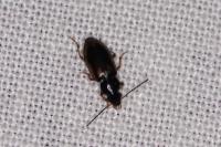 Acupalpus