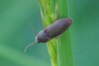 Agriotes