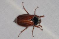 Melolontha melolontha