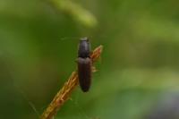 Athous haemorrhoidalis