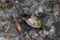 Dendroxena quadrimaculata