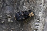 Platyrhinus resinosus