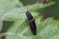 Athous haemorrhoidalis