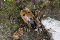 Dendroxena quadrimaculata