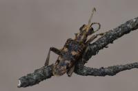 Rhagium sycophanta
