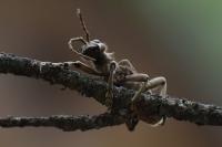 Rhagium sycophanta