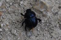 Anoplotrupes stercorosus