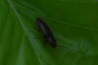 Athous haemorrhoidalis